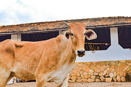 Hotel Fazenda Recanto das Montanhas