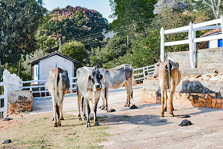 Hotel Fazenda Recanto das Montanhas