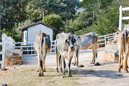 Hotel Fazenda Recanto das Montanhas